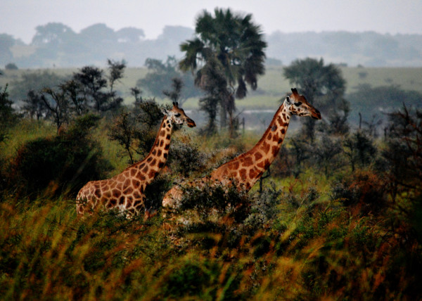 Wild life photography, Gyraffes in Uganda